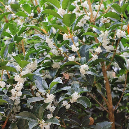 Fragrant Tea Olive | 1 Live Gallon Size Plant | Osmanthus fragrans | Ideal for Gardens & Landscaping | Easy-to-Grow Evergreen Shrub | Delightful Sweet Scent | Decorative & Versatile