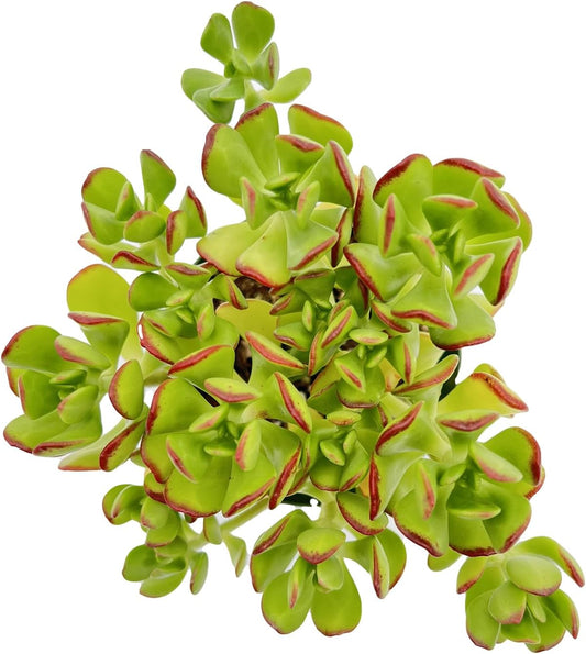 Sprout N Green Sedum dendroideum | Tree Stonecropin 4 inch Starter Pot, Rare Live Succulent Plant Fully Rooted, Home Office Indoor Outdoor Wedding Decoration DIY Projects Party Favor