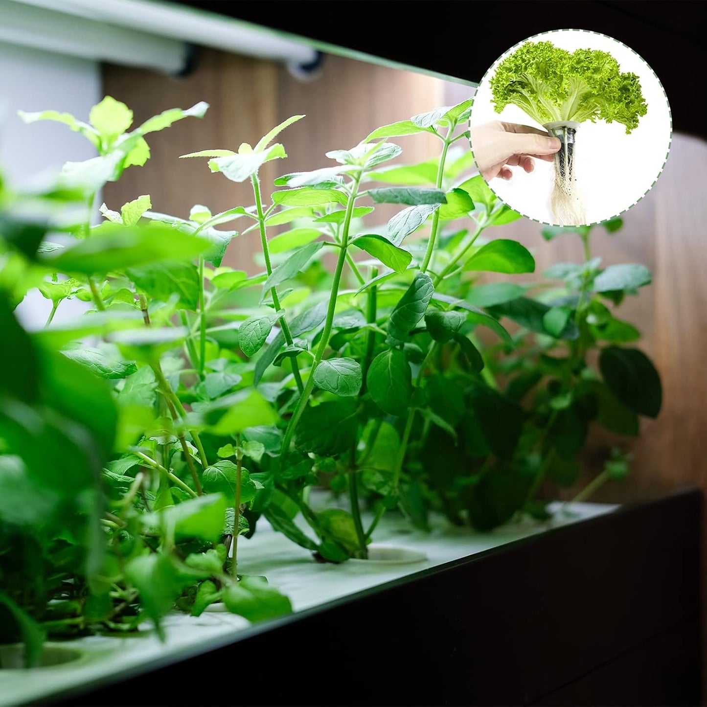 50 Pack Grow Sponges, Seed Starter Pods Growth Sponges Compatible with AeroGarden, PH-Balanced Refill Pods Gardening Accessories for Hydroponic Indoor Growing System