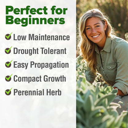 HOME GROWN White Sage Seeds 646 Pack 𝗡𝗢𝗡-𝗚𝗠𝗢, 𝗨𝗦𝗔-𝗦𝗢𝗨𝗥𝗖𝗘𝗗 Heirloom Seeds - Grow Aromatic Sage Plants for Your Herb Seeds Garden with Sage for Planting Outdoor or Indoor (Salvia apiana)