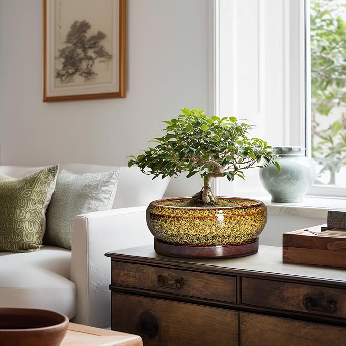 Bonsai Pots Ceramic - 10 Inch Succulent Planters Indoor Outdoor, Shallow Planter with Drainage Hole and Saucer, Round Planter Bowl, Succulent Pots, House Decor, Gifts for Plant Lover, Yellow