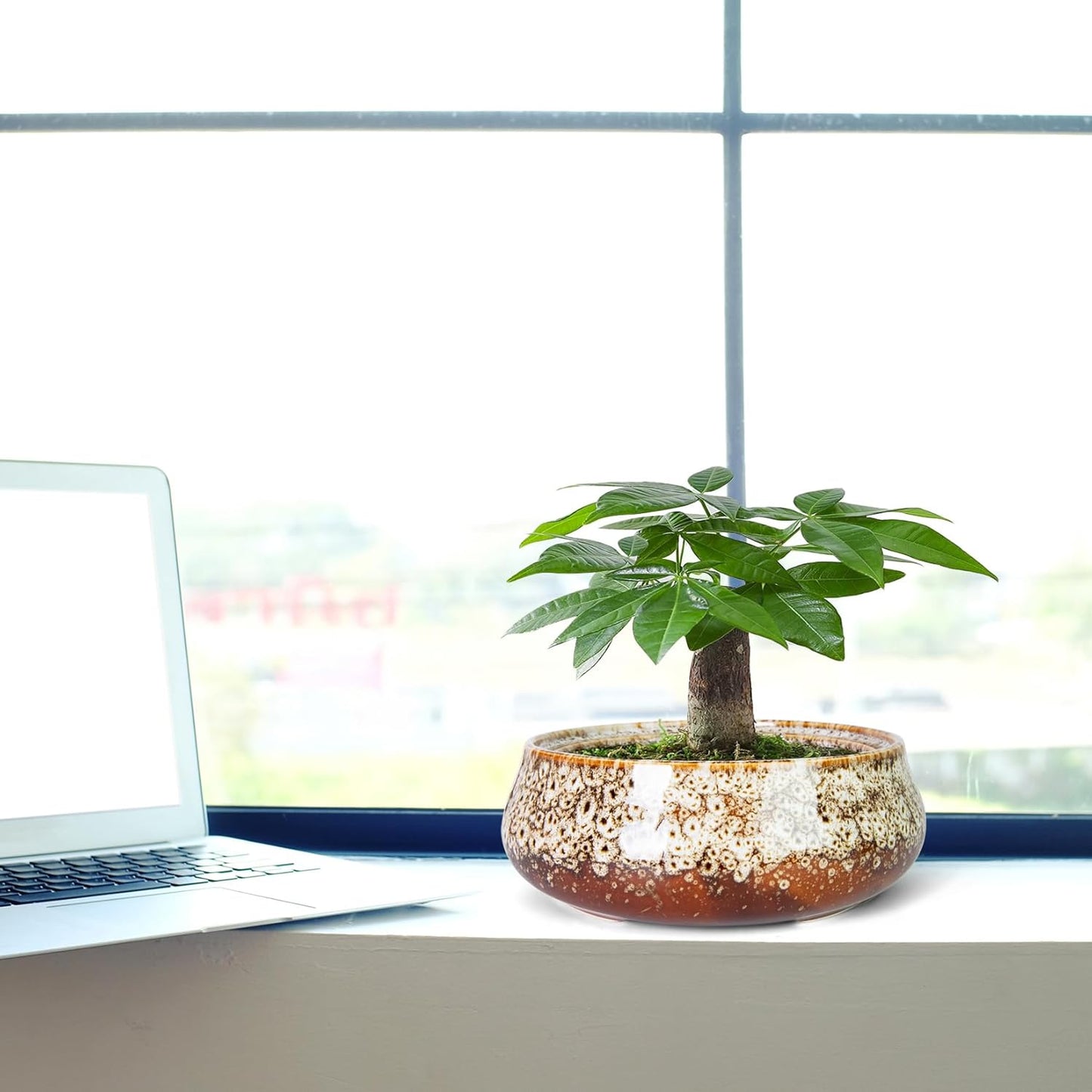 ARTKETTY Succulent Pots - 8 Inch Plant Pot, Large Bonsai Pots with Drainage, Ceramic Planters for Indoor Outdoor Plants, Round Shallow Cactus Flower Plant Container Bowl Decorative Home Garden