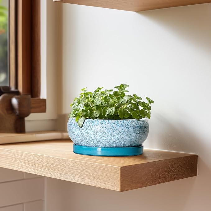 Bonsai Pots Small - 6 Inch Succulent Pots with Drainage Hole and Saucer, Succulent Planters for Indoor Outdoor, Shallow Plant Pot, Round Bonsai Planter, Office Decor, Plant Lover Gifts, Blue