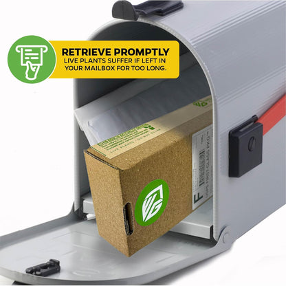 Pineapple Guava (Feijoa) Live Plant - ACCA sellowiana by Wellspring Gardens - Tropical Pineapple Guava Fresh Fruit Bearing Trees - Organic Starter Live Plants for Gardening and Planting Outdoor