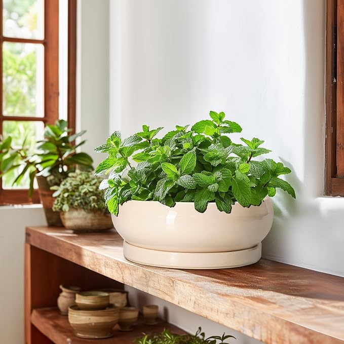 Bonsai Pots - 10 Inch Ceramic Succulent Planters Indoor Outdoor, Bonsai Planters with Drainage Hole and Saucer, Round Shallow Planter, Bowl Planter, House Decor, Gifts for Plant Lover, Beige