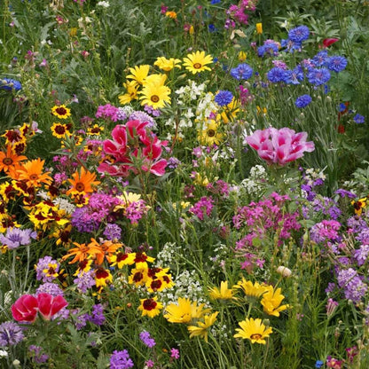 Outsidepride Low Growing Wildflower Seeds - 1 lb Dwarf, & Short, Diverse Perennial & Annual Wild Flower Seed Mix with Long Bloom Season for Colorful Display That Thrives on All States
