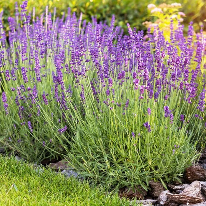 Pack 2 Extreme Fragrant Lavender Live Plants, Perennial Purple Lavender Flowers Shrubs, Fragrant Flower Herb for Planting 4-8 Inch