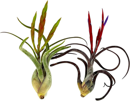 Air Plants - Flowering Tillandsia Caput Medusae, Large 5-7" - 2ct - Live Arrival Guaranteed - House Plants for Home Decor & Gift