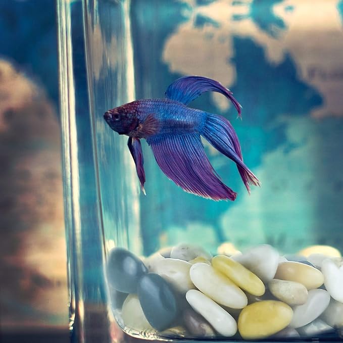 2 lbs Approx. 35 River Rocks Stones for Plants Pebbles for Indoor Plants | Aquarium Fish Tank Rocks | Polished Decorative Rocks for Vases (1.6-2.4 Inches)