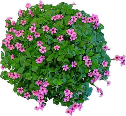 24 Pack Iron Cross Shamrock Plant Bulbs, Live Oxalis Bulbs for Indoor Outdoor Gardens, Year-Round Perennial Lucky Shamrock Plants Live in Pots Home Decor