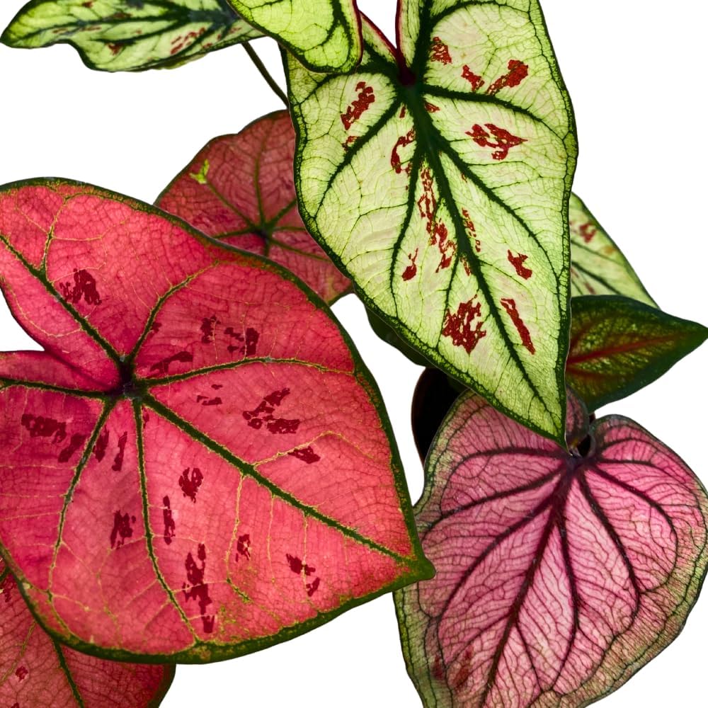 BubbleBlooms Caladium Assortment in 2 inch Pots Set of 3
