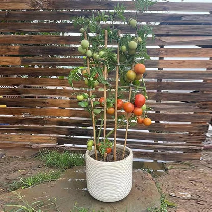 Natural Bamboo Trellis, 3Feet,3Pack,Fan-Shaped Plant Support Trellis for Outdoor and Indoor Potted Climbing Plants,Vegetables, Cucumber, Tomato, Hoya, Wisteria,Ivy,Orchid, Jasmine Monstera, Vine,