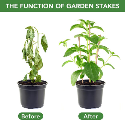 SWANGSA 40 Pack 4 Feet Bamboo Stakes for Plant, Bamboo Sticks Plant Support Garden Stakes Poles with 200pcs Twist Ties for Tomatoes, Beans, Flowers, Potted Plants, Indoor and Outdoor Climbing Plants