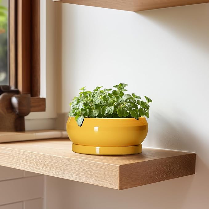 Succulent Pots with Drainage Hole - 6 Inch Ceramic Bonsai Pots for Indoor Outdoor, Shallow Plant Pot with Saucer, Bonsai Planter, Round Succulent Planter, Patio Decor, Gardening Gift, Yellow