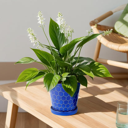 BUYMAX Plant Pots Indoor –6 inch Ceramic Flower Pot with Drainage Hole and Ceramic Tray - Gardening Home Desktop Office Windowsill Decoration Gift, Set of 2(Royal Blue)