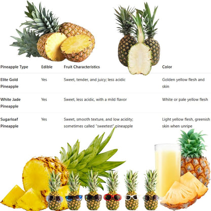 2 Sugarloaf Pineapple Plants Live Bushes Shrubs Trees for Planting Outdoor, Fragrant and Sweet Pineapple, Tropical Fruit, 5 to 7 Inces Tall, No Pot