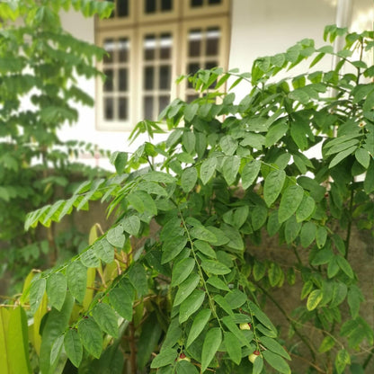 Katuk Tree Live Plant (Sweetleaf Bush) - Sauropus androgynus - Wellspring Gardens Salad Tree Starter Plant - Live Vegetable Plant - Easy to Grow - Ideal for Outdoor & Indoor Planting