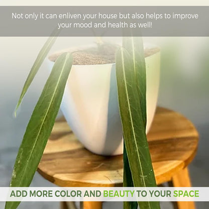 LEAL PLANTS ECUADOR Anthurium Pallidiflorum Live Plants| Green Live House Plant for Indoors|Rare and Exotic Indoor Plants for Living Room|Anthuriums Live Plants |Pallidiflorum Live Heart Plant