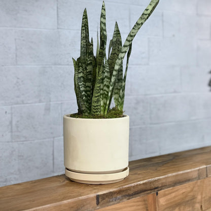 Ceramic Mid Modern Planter Pots with Detached Saucer - Indoor/Outdoor Plant Pots with Drainage Hole
