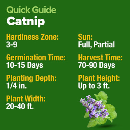 HOME GROWN Catnip Seeds (2 Pack) 𝗡𝗢𝗡-𝗚𝗠𝗢, 𝗨𝗦𝗔-𝗦𝗢𝗨𝗥𝗖𝗘𝗗 Heirloom Herb 4232 Seeds - Indoor or Outdoor Seed - High-Germination Cat Nip - Cat Safe Plants (Nepeta cataria)