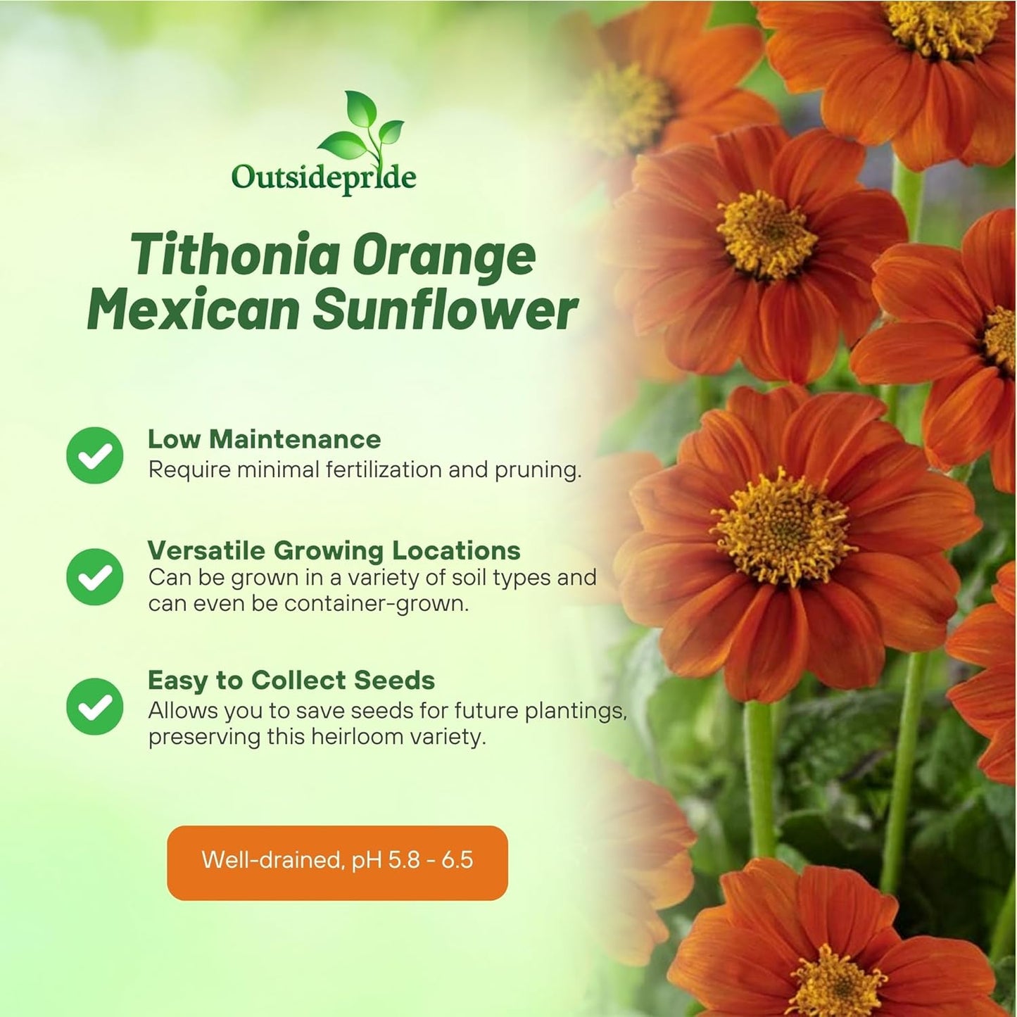 Outsidepride Goldfinger Mexican Sunflower Seeds - 1000 Pcs Annual, Easy-to-Grow, Orange Tithonia Speciosa Flower Seeds w/Drought-Tolerant Blooms for Pollinator Gardens & Vibrant Summer Landscaping