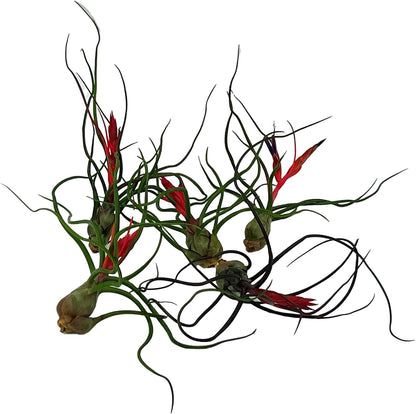 Air Plants - Flowering Tillandsia Bulbosa Guatemala, Large 3-5" - 5ct - Live Arrival Guaranteed - House Plants for Home Decor & Gift