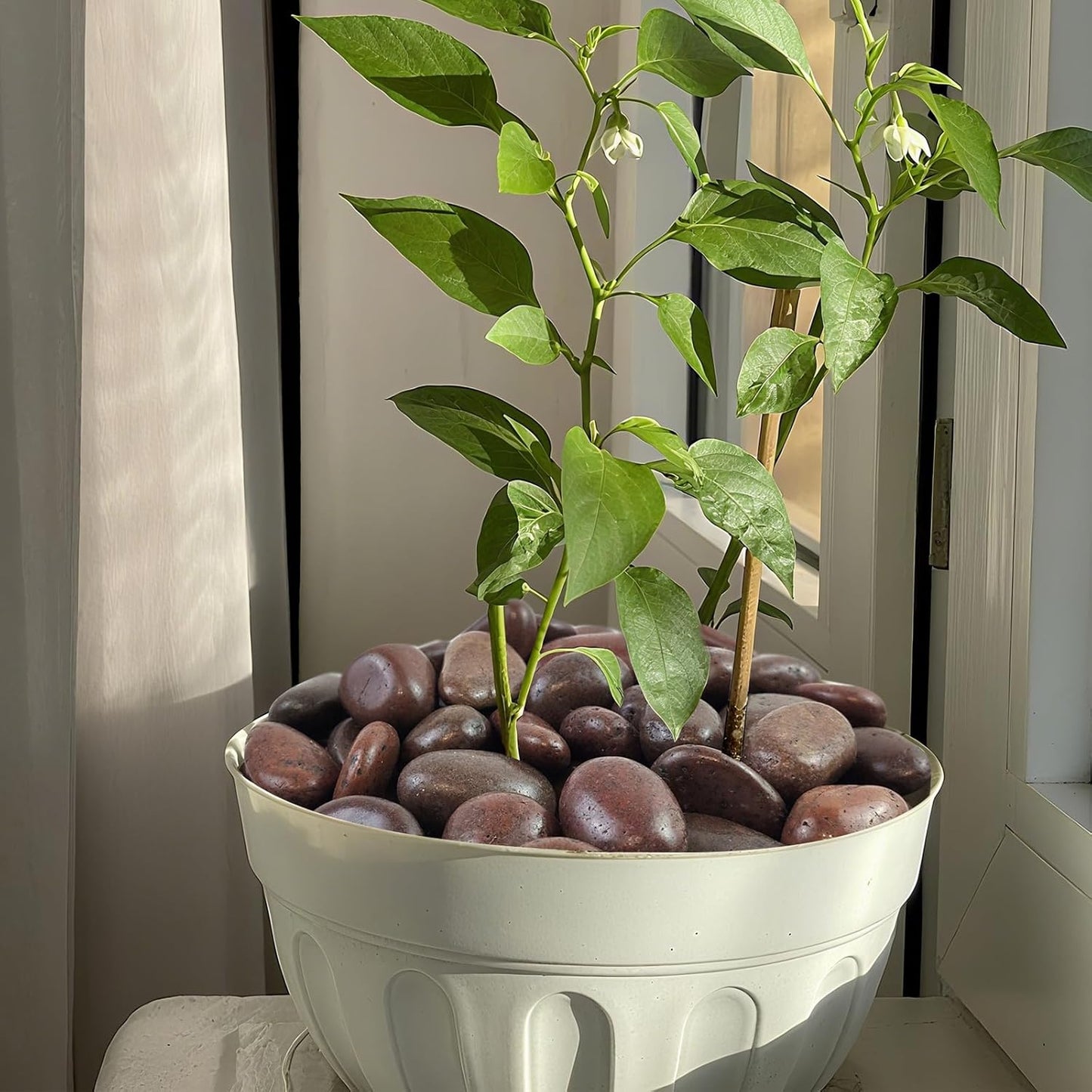 20 lbs Red River Rocks for Garden, 2-3 Inch Polished Pebbles for Indoor Plants, Decorative Rocks Stones for Landscaping, Plants, Vases, Aquariums, Fountains, Pathways and Backyard