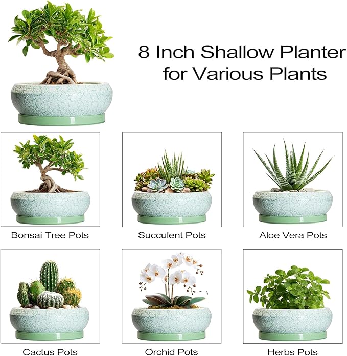 Bonsai Pots Ceramic - 8 Inch Succulent Pots Indoor Outdoor, Shallow Planters with Drainage Hole and Tray, Ceramic Planter Bowl, Round Planter, Apartment Decor, Gifts for Plant Lovers, Green