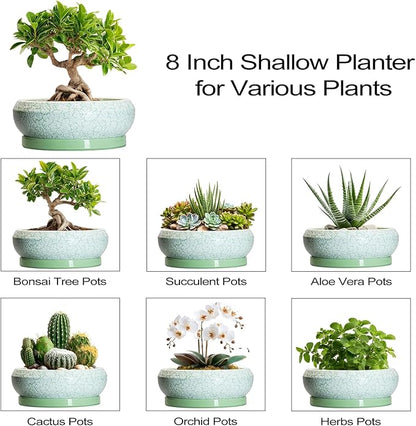 Bonsai Pots Ceramic - 8 Inch Succulent Pots Indoor Outdoor, Shallow Planters with Drainage Hole and Tray, Ceramic Planter Bowl, Round Planter, Apartment Decor, Gifts for Plant Lovers, Green