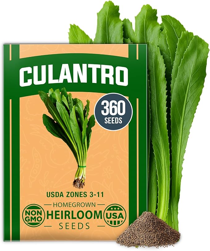 HOME GROWN 𝗨𝗦𝗔 𝗣𝗥𝗘𝗠𝗜𝗨𝗠 Culantro Seeds 360 Herb Seeds for Planting Non-GMO Heirloom Variety, Robust Flavor, Thrives in Heat, Grows Indoors or Outdoors, Cilantro Substitute (Eryngium Foetidum)