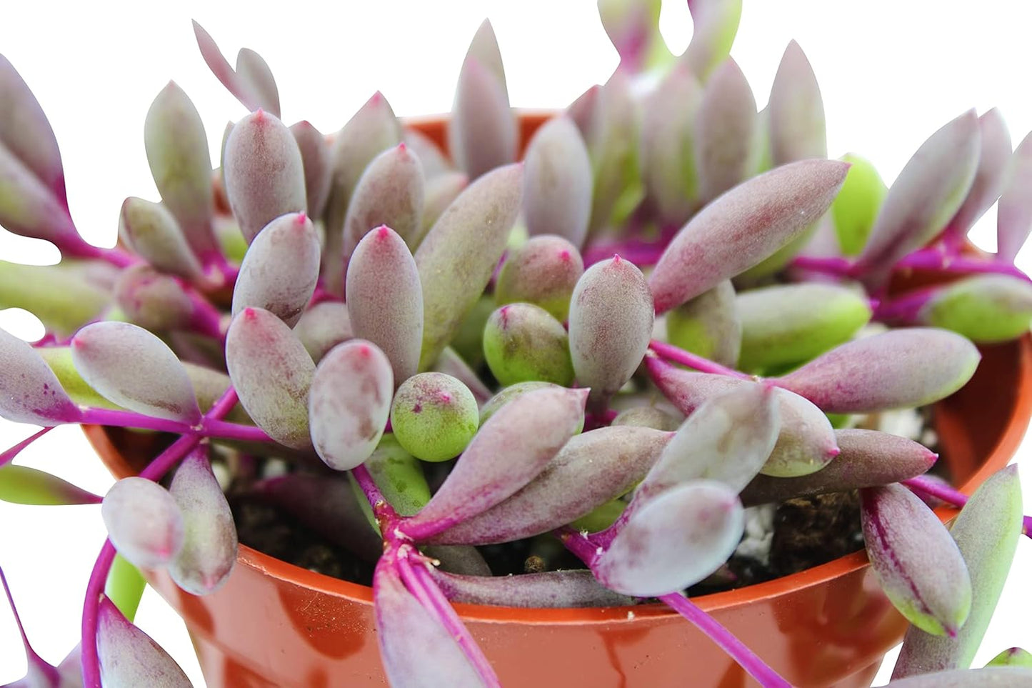 Live Succulent 4" Othonna Capensis Ruby Necklace, Succulents Plants Live, Succulent Plants Fully Rooted, House Plant for Home Office Decoration, DIY Projects, Party Favor Gift by The Succulent Cult