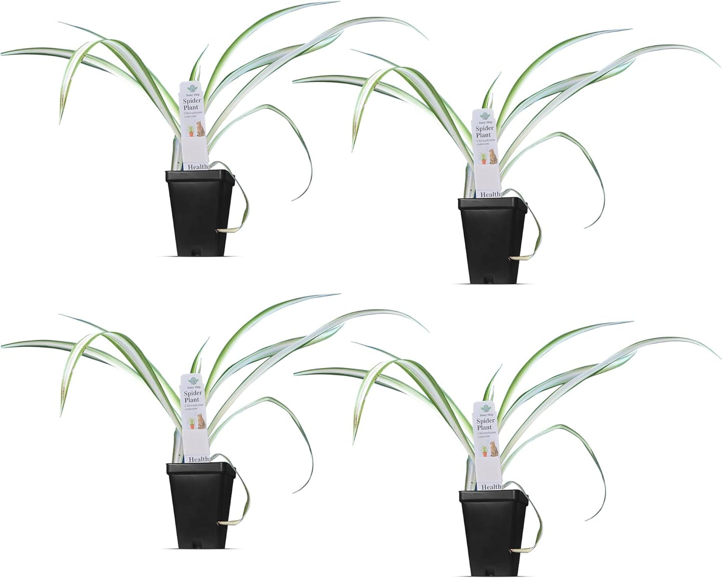 Healthy Spider Plant - Easy Care, Air-Purifying Houseplant (4 Spider Cups)