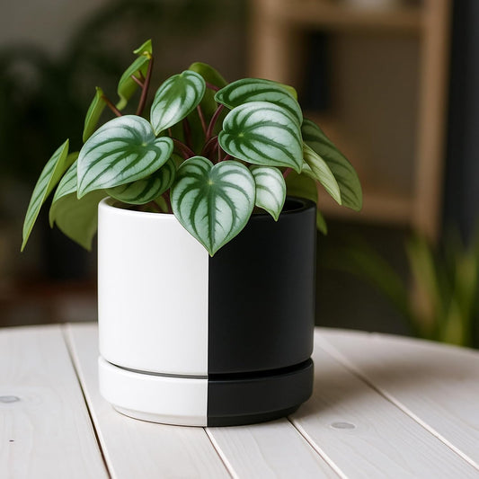 D'vine Dev 4.7 Inch Ceramic Planter Pot with Drainage Hole and Saucer, Indoor Cylinder Round Planter Pot, Split Monochrome Black & White, 94-O-B-0