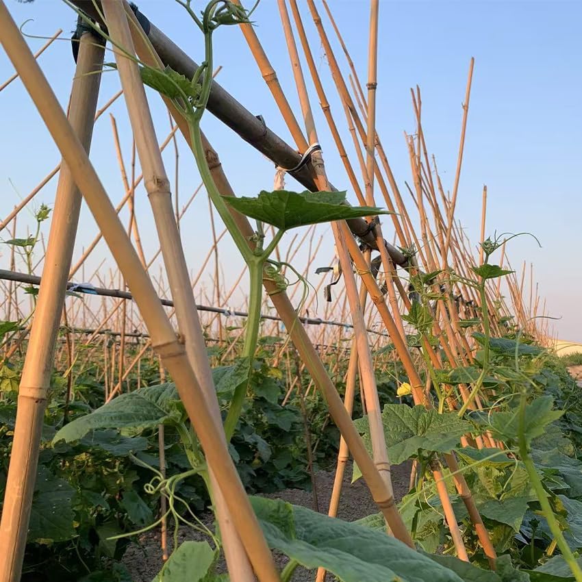 Plant Bamboo Post,5Feet,Bamboo Garden Stakes,50PcsBamboo Stakes,for Tomato,Beans,Vegetable and Flowers, Potted Plants,Indoor and Outdoor Climbing Plants