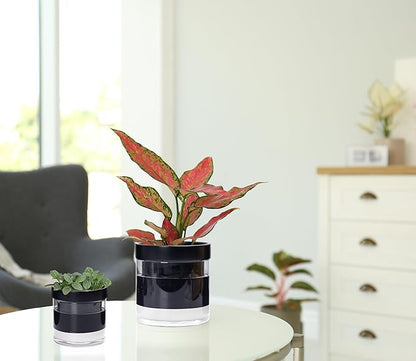 Phoenix Vine 6 Inch 4 Inch Self Watering Terracotta Planter, Black Terracotta Clay Pot with Glass Reservoir for Indoor Plants, Herbs, Flowers, 52-C-G-46