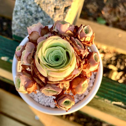 FWPP Live Succulent Plants Echeveria Mountain Rose,Mini 3 Inches Succulents Live House Plants,Bare Root Without Pot Soil,Live Plants Indoor for Gift Party Wedding Garden Baby Shower DIY Decor