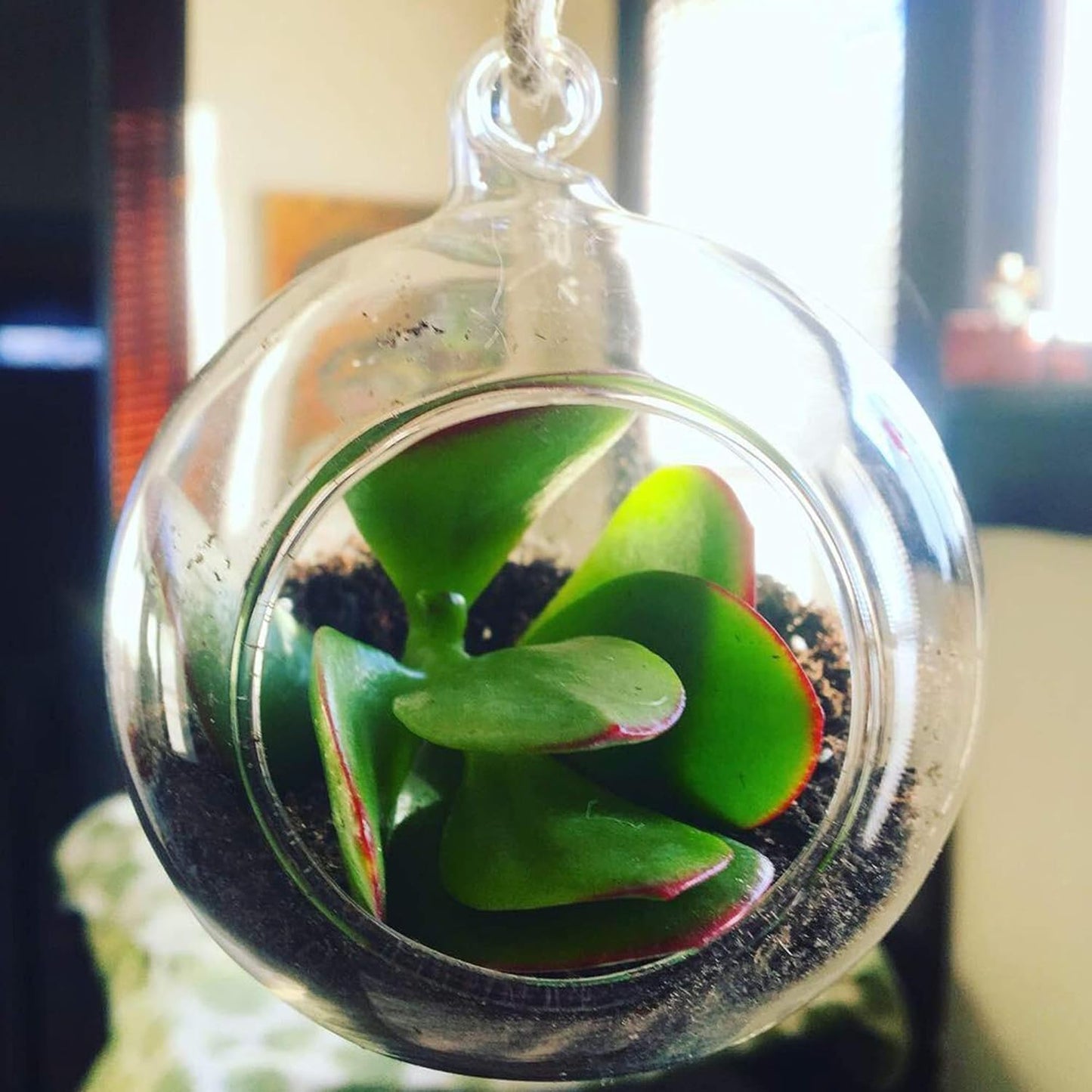 WGV Hanging Terrarium Globe, Width 3", Height 4", DIY Air Succulent Planter, Clear Glass Vase Orb with Flat Bottom, Candle Holder for Windowsill Outdoor Garden Decor, 6 Pieces Bulk