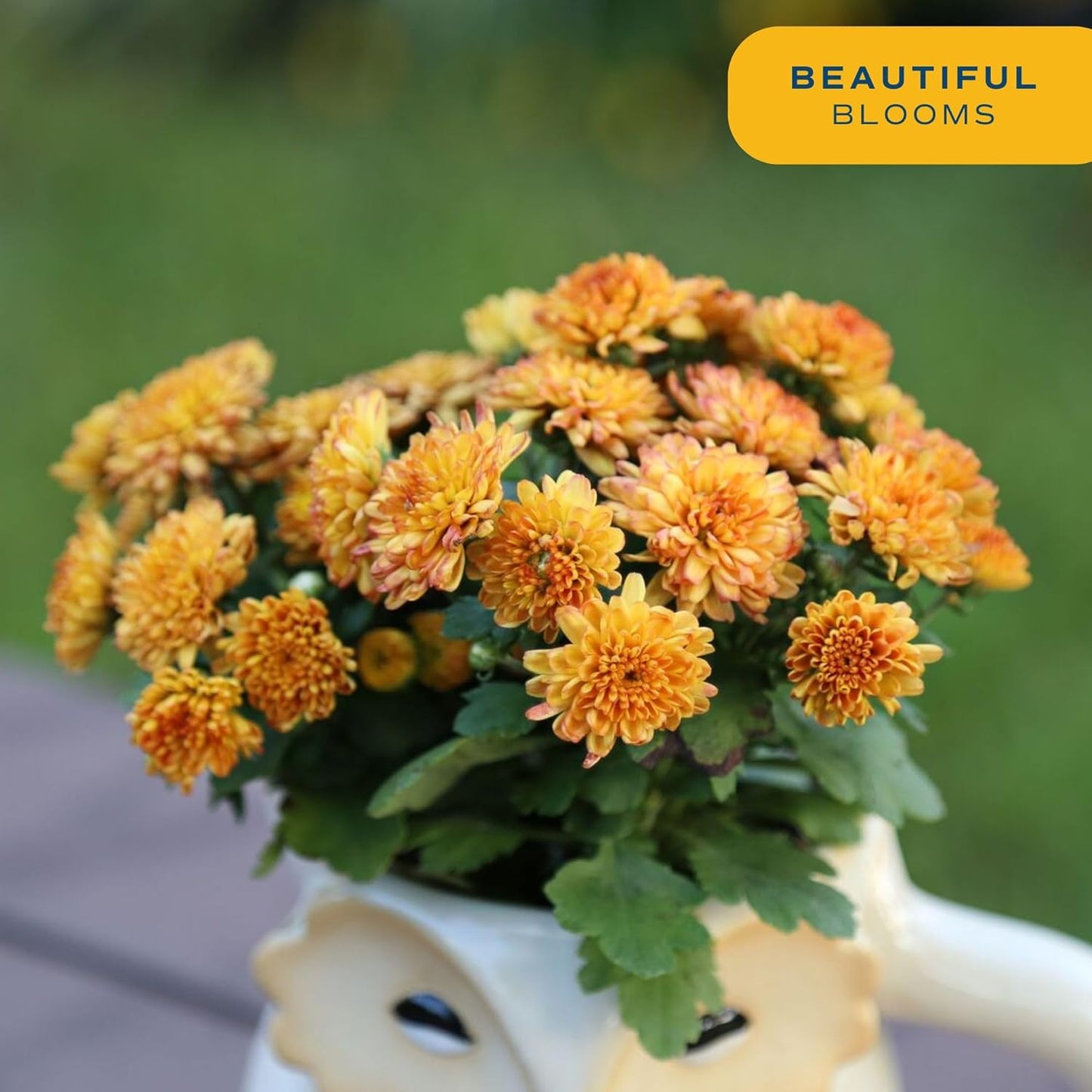 Costa Farms Chrysanthemum, Mums Ships in Bud Form, Bloom Porch and Patio Ready Bushel Basket, 3-QT, Orange