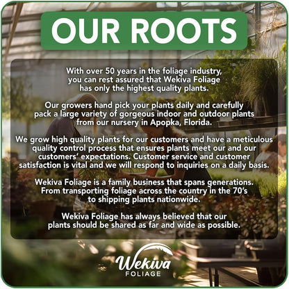 Juicy Pineapple Plant - 4 Live Starter Plants - Ananas Comosus - Edible and Fruit Bearing for Patio and Garden