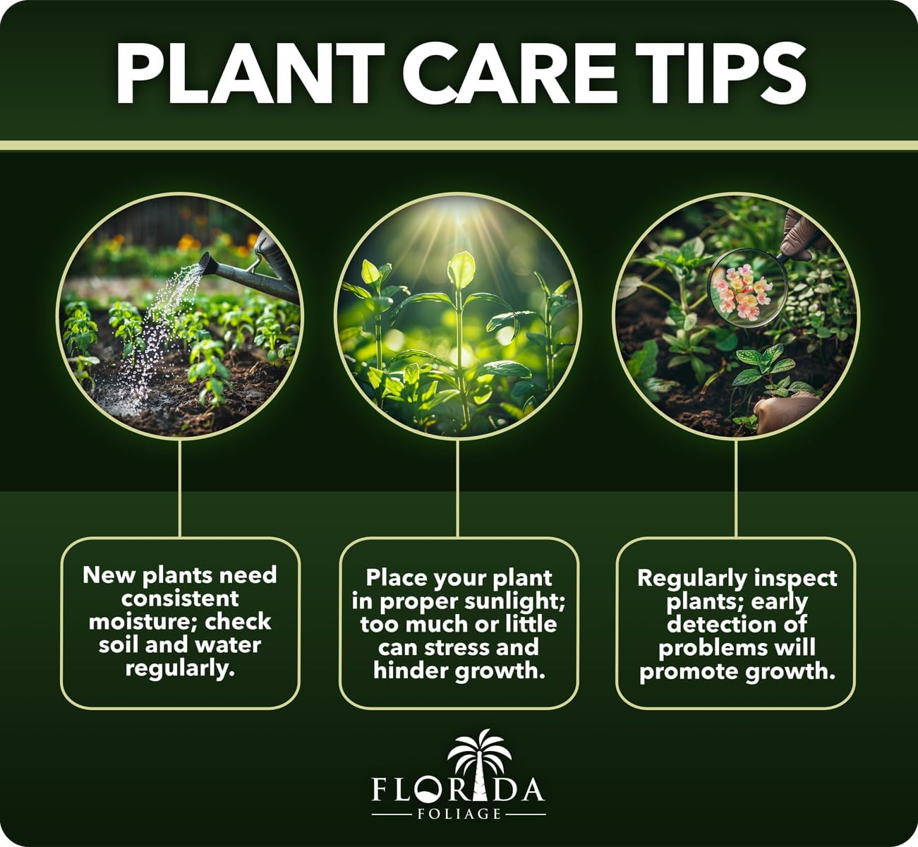 Creeping Fig Vine | 10 Live Plants | Ficus Pumila | Fast-Growing Ground Cover | Evergreen Climbing Vine for Walls & Trellises