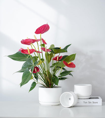 Ton Sin Plant Pots, 4.1+5.1+6.5 inch, Set of 3, Ceramic Planters with Drainage Hole and Saucer, Indoor Flower Pot with Hole Mesh Pad, Gifts for Mom(Matte White)