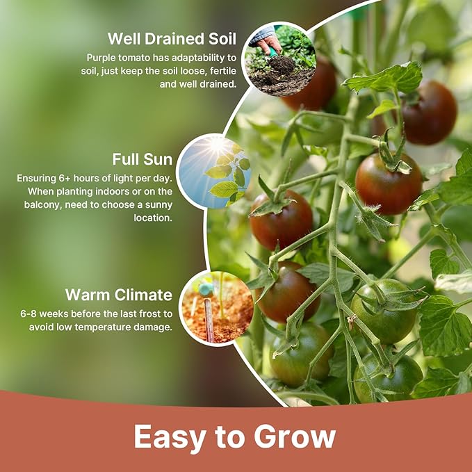 Cherokee Purple Tomato Seeds, Approx 106 Seeds - Non-GMO Heirloom Tomato Vegetable Seeds for Planting Garden Outdoor