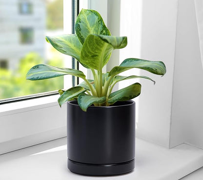 D'vine Dev Set of 2 Plants Pots, 6.5 Inch Ceramic Planter Pot for Plants with Drainage Hole and Saucer, Black, 94-V-C-2