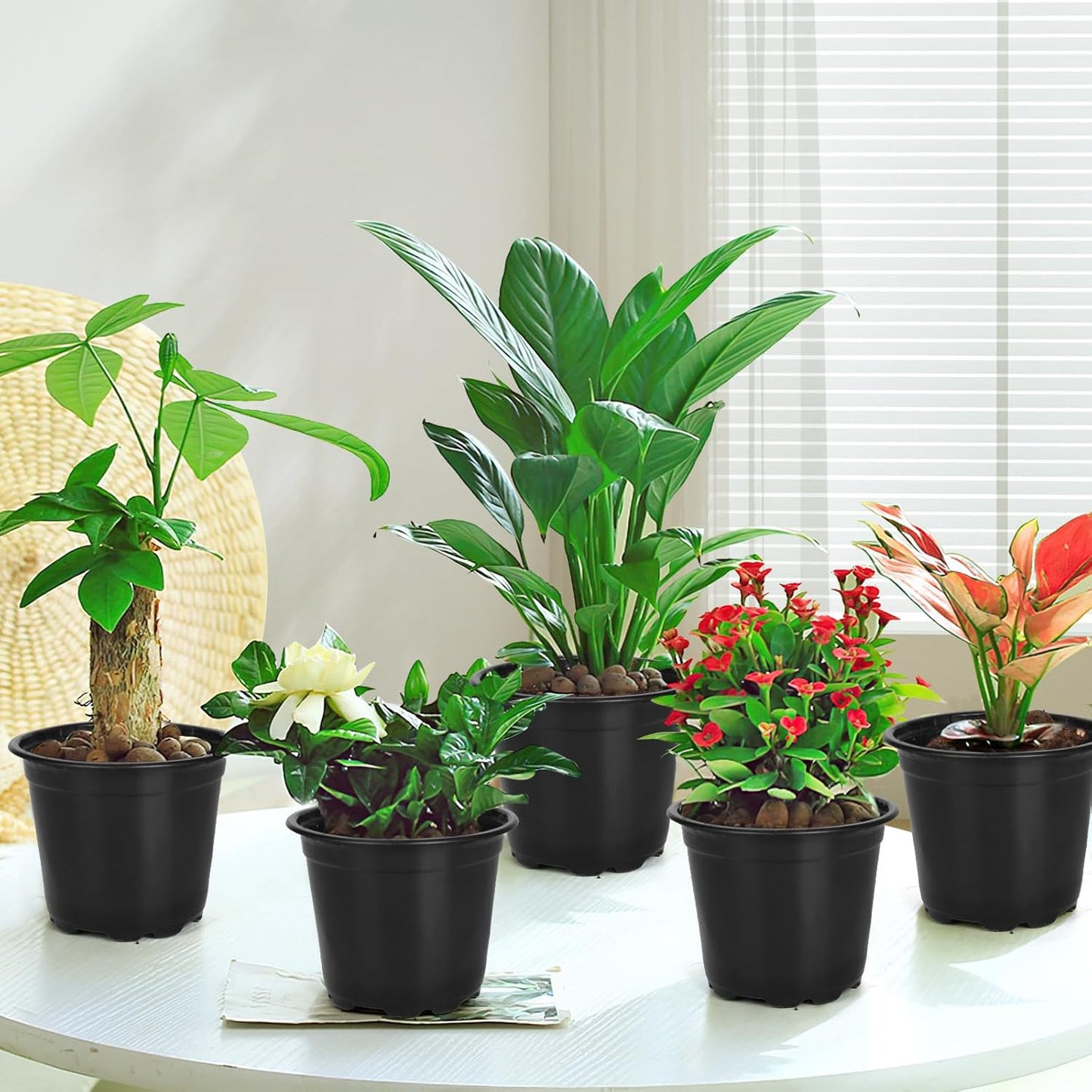 60 Pack 4 Inch Nursery Pots for Plants, Plastic Seeds Starter Pots with Drainage Holes, Small Plastic Plant Nursery Pots for Succulents Seedling Cutting Transplanting (60, 4 Inch)