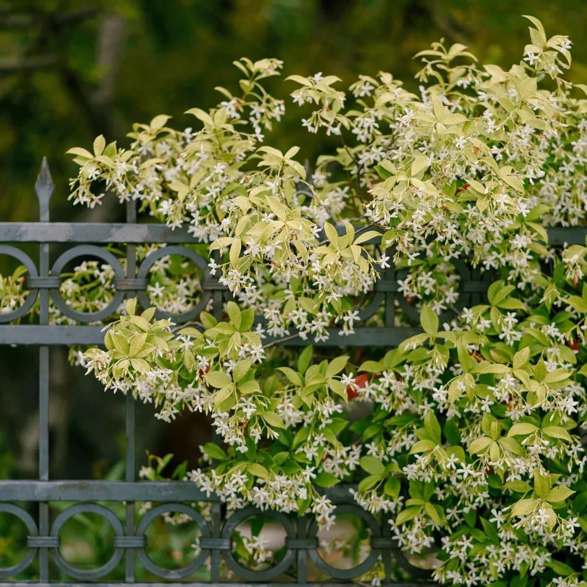 Star Jasmine/Confederate Jasmine - Trachelospermum Jasminoides. Live. Fragrant Flowers. (2 Plants in Sac)