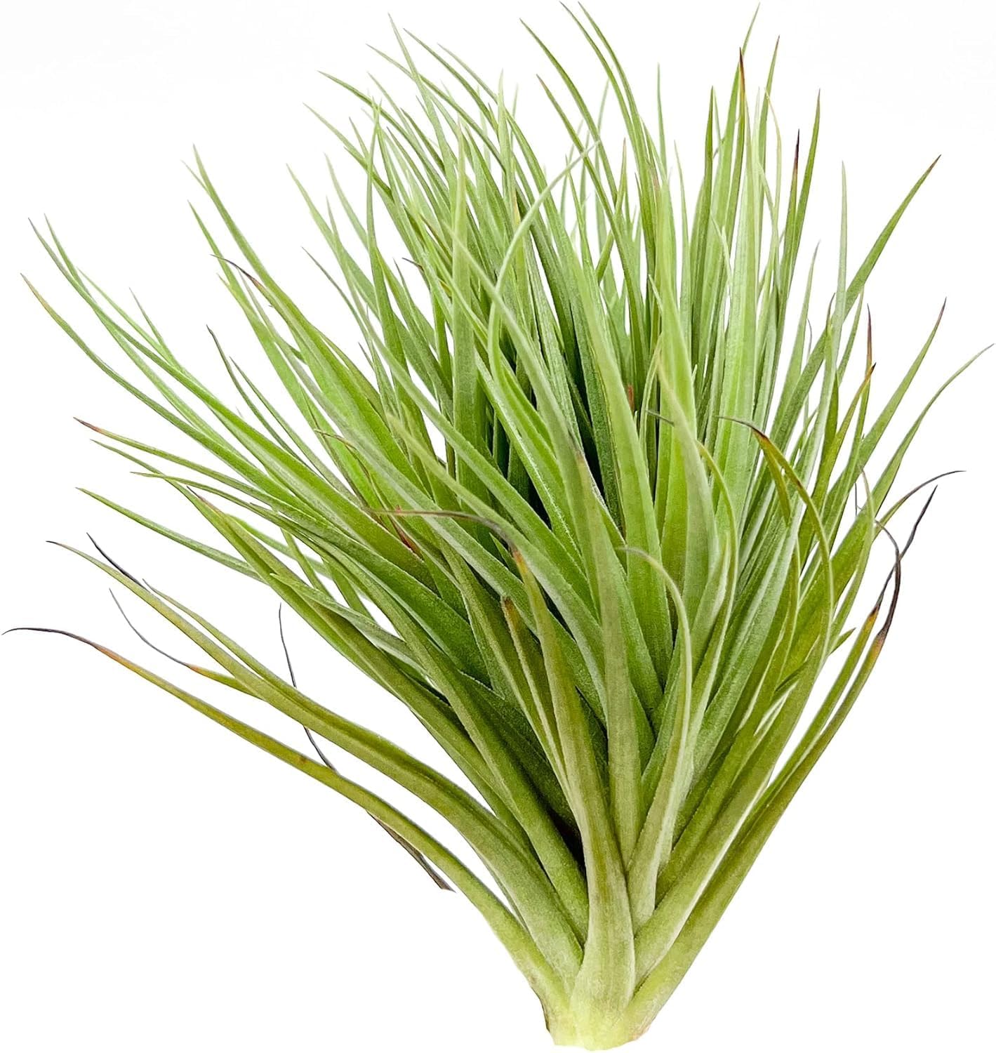 Air Plants - Flowering Tillandsia Rose BAER, Large 5" - 2ct - Live Arrival Guaranteed - House Plants for Home Decor & Gift