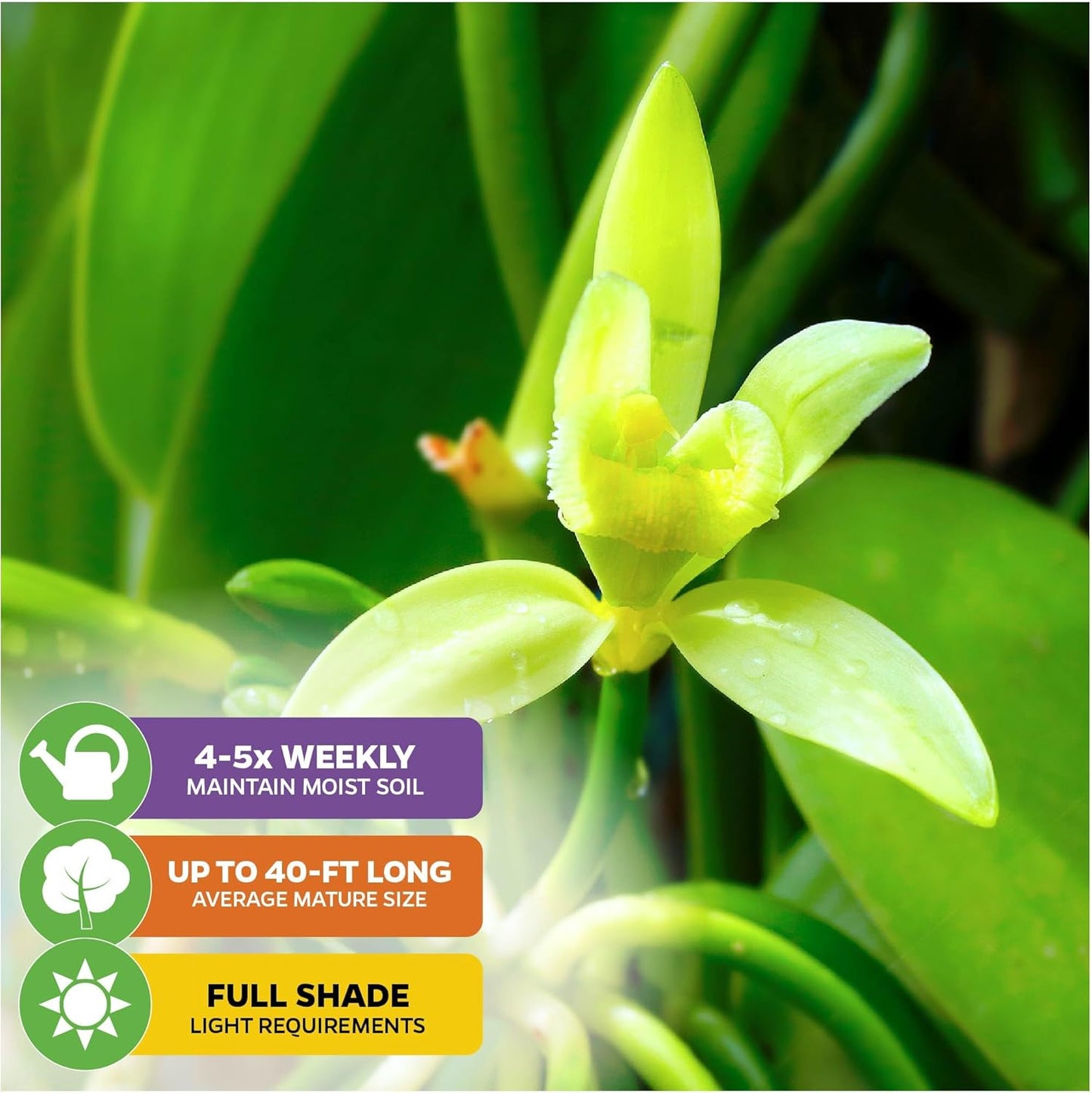 Variegated Vanilla Bean Orchid Live Plant - Vanilla planifolia variegata - Wellspring Gardens Starter Plant -Exotic Tropical Plant - Great for Indoor Houseplants, Outdoor Landscaping & Garden Planting