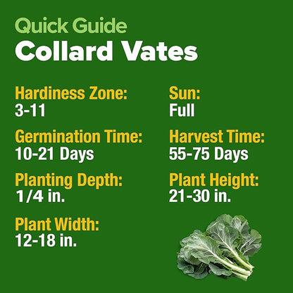 HOME GROWN 𝗨𝗦𝗔 𝗣𝗥𝗘𝗠𝗜𝗨𝗠 Collard Green Seeds - 300 Seeds for Fall Planting - High Germination 𝗡𝗢𝗡-𝗚𝗠𝗢 Heirloom Vegetable Seeds, Vates Collard Greens Seed Pack (Brassica oleracea)