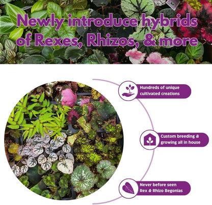 BubbleBlooms Peperomia Assortment, 6 Different peperomias in 2 inch pots Grower's Choice