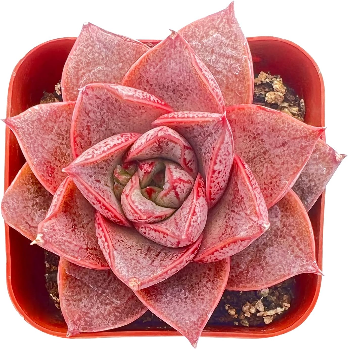 Sprout N Green Echeveria Purpusorum, Rare Live Succulent Plant Fully Rooted in 2" Planter with Soil, Home Office Indoor Outdoor Wedding Decoration DIY Projects Party Favor